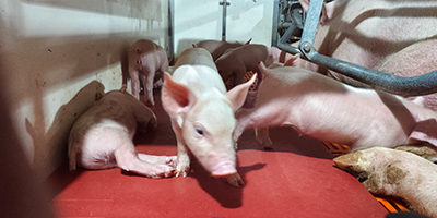 車(chē)輛洗消中心設(shè)計(jì)要求（規(guī)劃要求）？